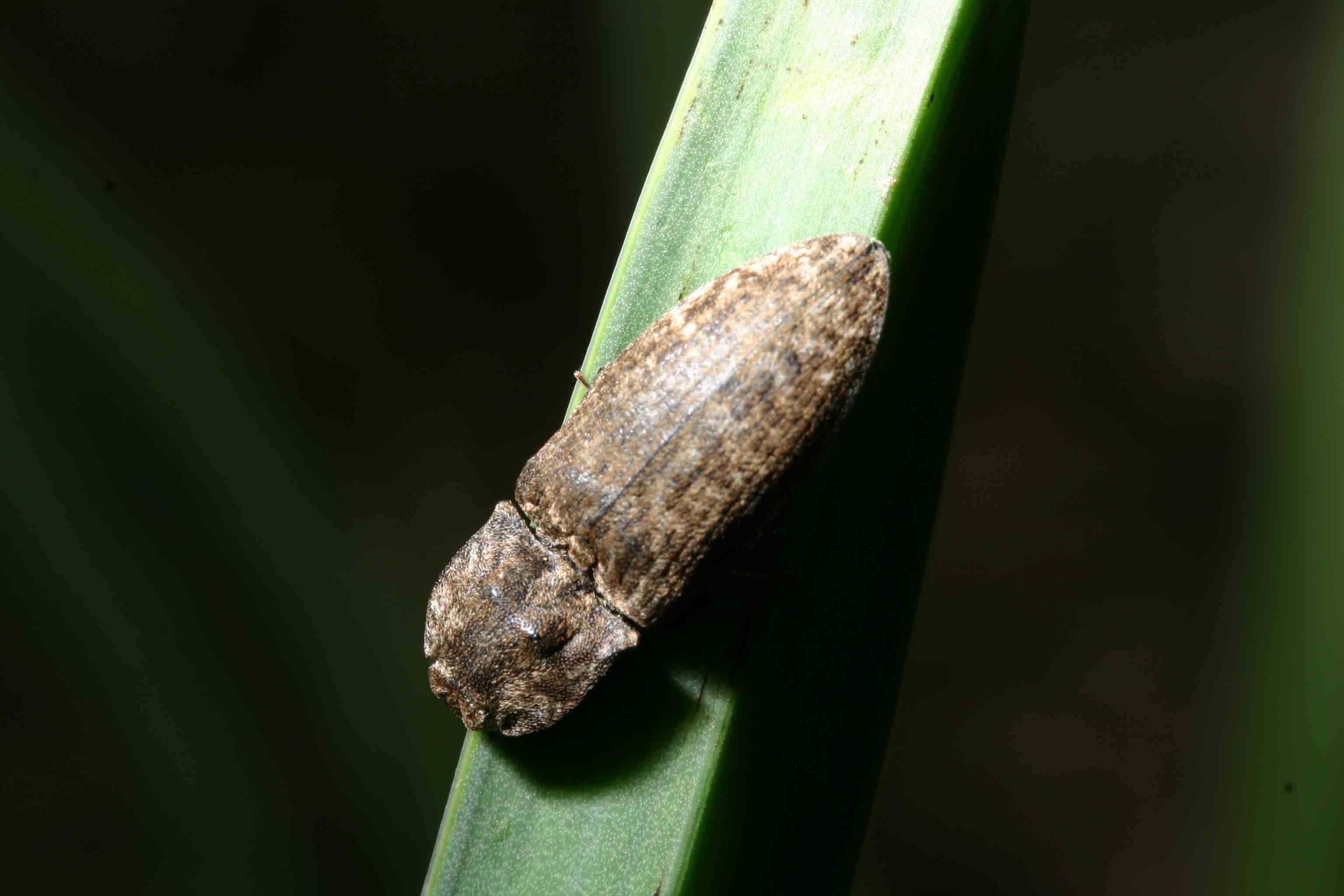 Veramente sconosciuto: Agrypnus murinus